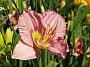 Hemerocallis Lavender Patina